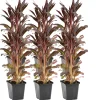 Bloomique Plantes De Bassin | - Lot de 6 - lobelia queen victoria - lobélie cardinalis - hauteur 20-30 cm - pot 9 cm