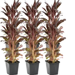 Bloomique Plantes De Bassin | - Lot de 6 - lobelia queen victoria - lobélie cardinalis - hauteur 20-30 cm - pot 9 cm