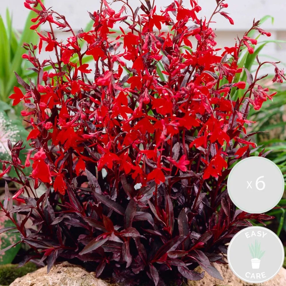 Bloomique Plantes De Bassin | - Lot de 6 - lobelia queen victoria - lobélie cardinalis - hauteur 20-30 cm - pot 9 cm