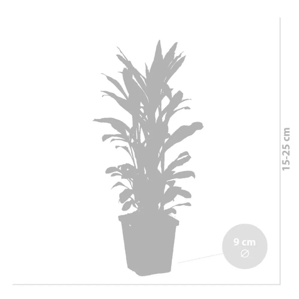 Bloomique Plantes De Bassin | - Lot de 6 - lobelia queen victoria - lobélie cardinalis - hauteur 20-30 cm - pot 9 cm