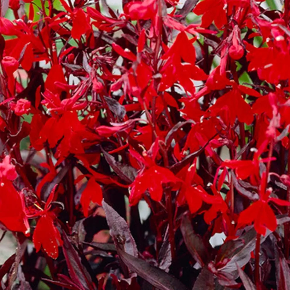 Bloomique Plantes De Bassin | - Lot de 6 - lobelia queen victoria - lobélie cardinalis - hauteur 20-30 cm - pot 9 cm