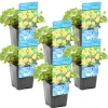 Bloomique - Lot de 6 - lysimachia nummularia - herbe aux écus - plantes de bassin - 10-20 cm de haut - pot 9 cm New