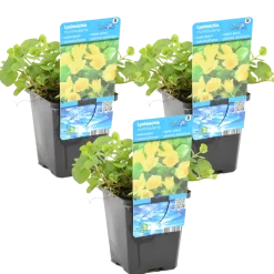 Bloomique Plantes De Bassin | - Lot de 3 - lysimachia nummularia - herbe aux écus - plantes de bassin - 10-20 cm de haut - pot 9 cm