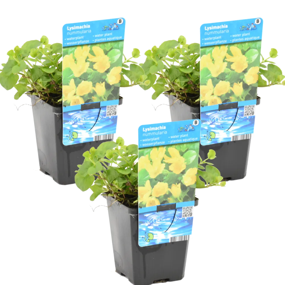 Bloomique Plantes De Bassin | - Lot de 3 - lysimachia nummularia - herbe aux écus - plantes de bassin - 10-20 cm de haut - pot 9 cm