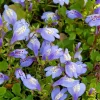 Bloomique - Lot de 3 - mazus reptans - mazus rampant - plantes de bassin - hauteur 10-20 cm - pot 9 cm Online