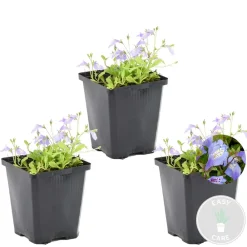 Bloomique - Lot de 3 - mazus reptans - mazus rampant - plantes de bassin - hauteur 10-20 cm - pot 9 cm Online