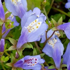 Bloomique - Lot de 3 - mazus reptans - mazus rampant - plantes de bassin - hauteur 10-20 cm - pot 9 cm Online