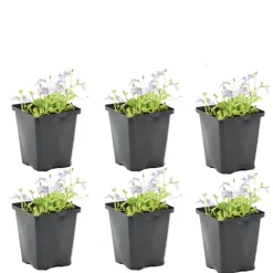 Bloomique - Lot de 6 - mazus reptans - mazus rampant - plantes de bassin - hauteur 10-20 cm - pot 9 cm Sale