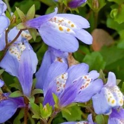 Bloomique - Lot de 6 - mazus reptans - mazus rampant - plantes de bassin - hauteur 10-20 cm - pot 9 cm Sale