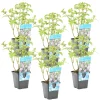 Bloomique Plantes De Bassin | - Lot de 6 - mentha aquatica - menthe aquatique - plantes de bassin - 10-20 cm de haut - pot 9 cm