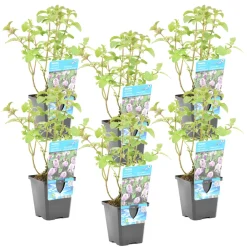 Bloomique Plantes De Bassin | - Lot de 6 - mentha aquatica - menthe aquatique - plantes de bassin - 10-20 cm de haut - pot 9 cm