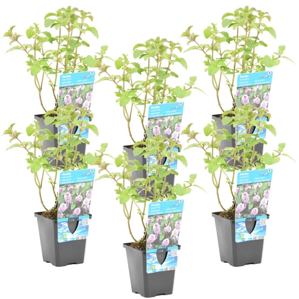 Bloomique Plantes De Bassin | - Lot de 6 - mentha aquatica - menthe aquatique - plantes de bassin - 10-20 cm de haut - pot 9 cm