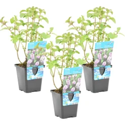 Bloomique - Lot de 3 - mentha aquatica - menthe aquatique - plantes de bassin - 10-20 cm de haut - pot 9 cm Discount