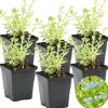 Bloomique Plantes De Bassin | - Lot de 6 - myosotis palustris - myosotis des marais - hauteur 10-20 cm - pot 9 cm