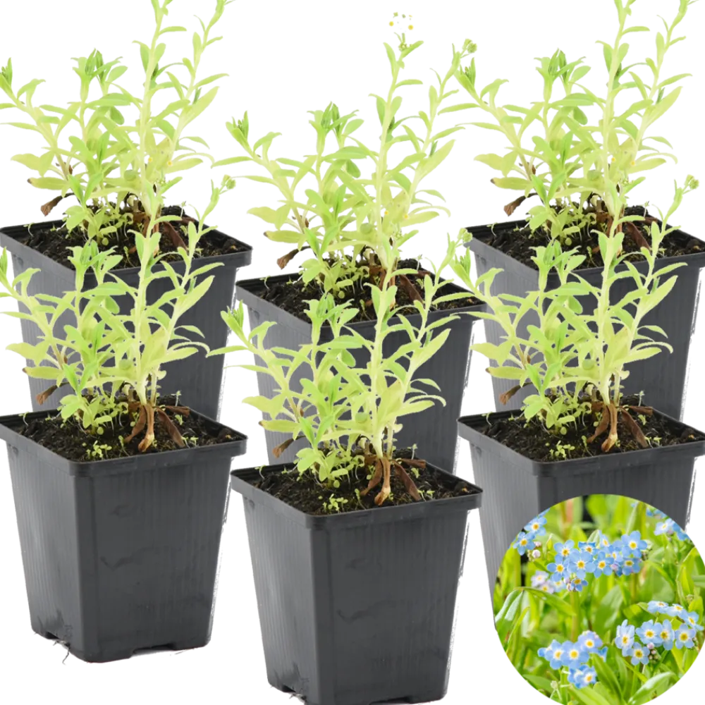 Bloomique Plantes De Bassin | - Lot de 6 - myosotis palustris - myosotis des marais - hauteur 10-20 cm - pot 9 cm