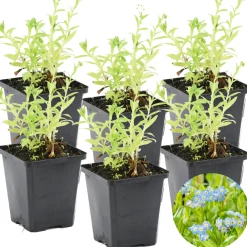 Bloomique Plantes De Bassin | - Lot de 6 - myosotis palustris - myosotis des marais - hauteur 10-20 cm - pot 9 cm