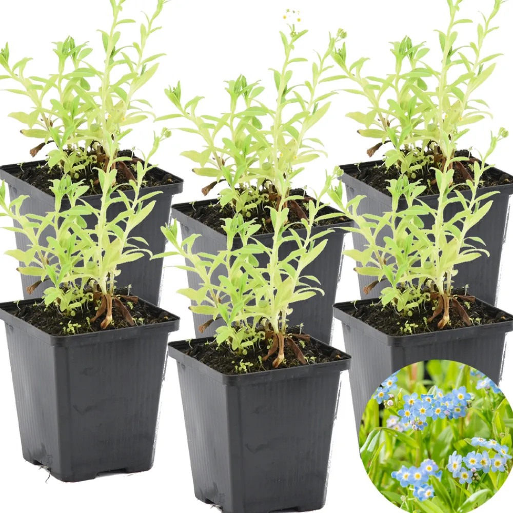 Bloomique Plantes De Bassin | - Lot de 6 - myosotis palustris - myosotis des marais - hauteur 10-20 cm - pot 9 cm