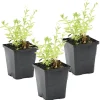 Bloomique Plantes De Bassin | - Lot de 3 - myosotis palustris - myosotis des marais - hauteur 10-20 cm - pot 9 cm