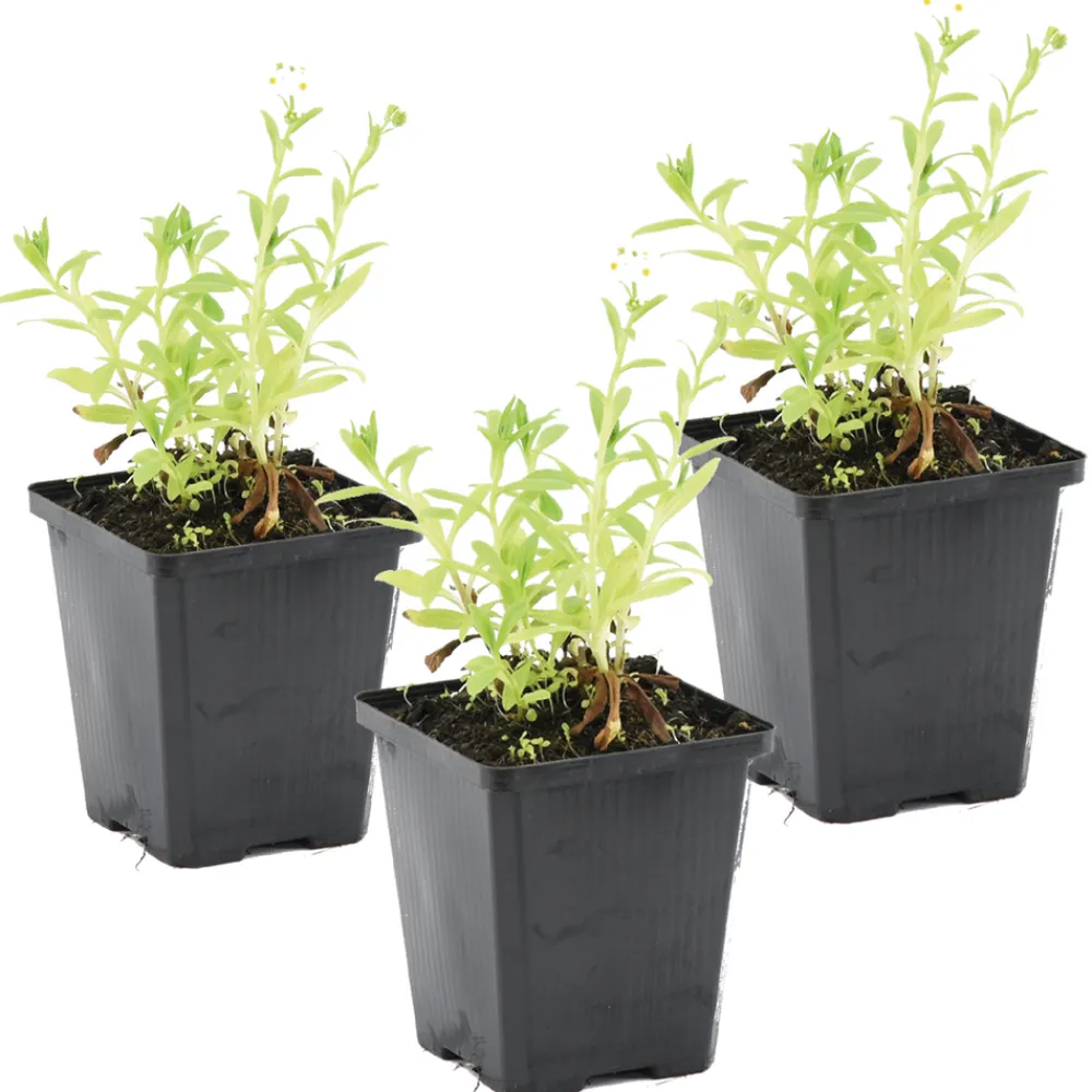 Bloomique Plantes De Bassin | - Lot de 3 - myosotis palustris - myosotis des marais - hauteur 10-20 cm - pot 9 cm