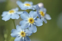 Bloomique Plantes De Bassin | - Lot de 3 - myosotis palustris - myosotis des marais - hauteur 10-20 cm - pot 9 cm