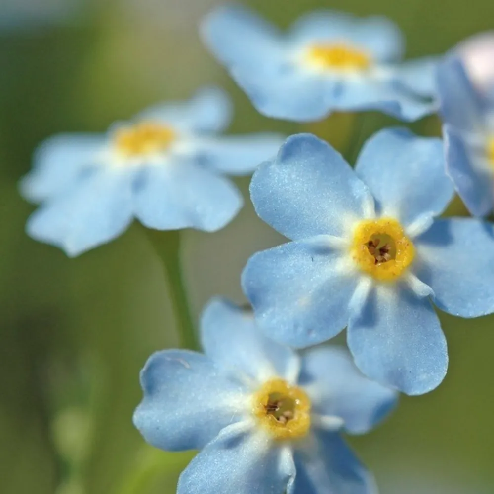 Bloomique Plantes De Bassin | - Lot de 3 - myosotis palustris - myosotis des marais - hauteur 10-20 cm - pot 9 cm
