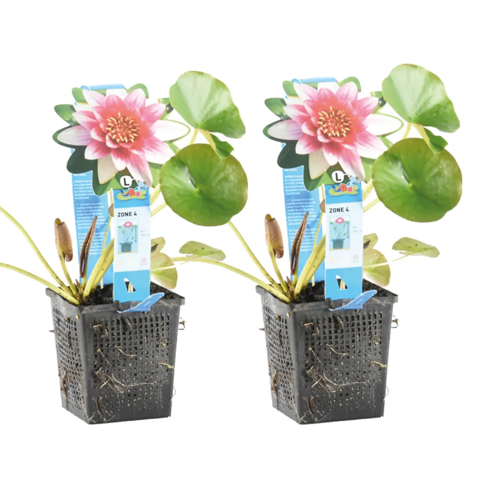 Bloomique - Lot de 2 - nymphaea attraction - nénuphar - rouge - plantes de bassin - hauteur 10-20 cm - pot 11 cm Clearance