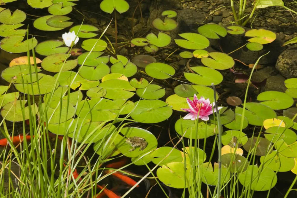 Bloomique - Lot de 2 - nymphaea attraction - nénuphar - rouge - plantes de bassin - hauteur 10-20 cm - pot 11 cm Clearance