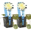 Bloomique - Lot de 2 - nymphaea marliacea chromat - nénuphar - jaune - hauteur 10-20 cm - pot 11 cm Clearance