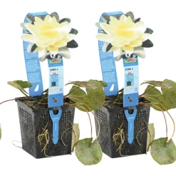 Bloomique - Lot de 2 - nymphaea marliacea chromat - nénuphar - jaune - hauteur 10-20 cm - pot 11 cm Clearance