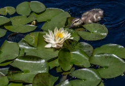 Bloomique - Lot de 2 - nymphaea marliacea chromat - nénuphar - jaune - hauteur 10-20 cm - pot 11 cm Clearance