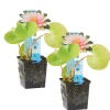 Bloomique Plantes De Bassin | - Lot de 2 - nymphaea wilfron gonnere - nénuphar - rose - hauteur 10-20 cm - pot 11 cm