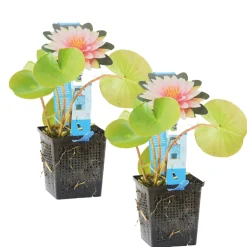 Bloomique Plantes De Bassin | - Lot de 2 - nymphaea wilfron gonnere - nénuphar - rose - hauteur 10-20 cm - pot 11 cm