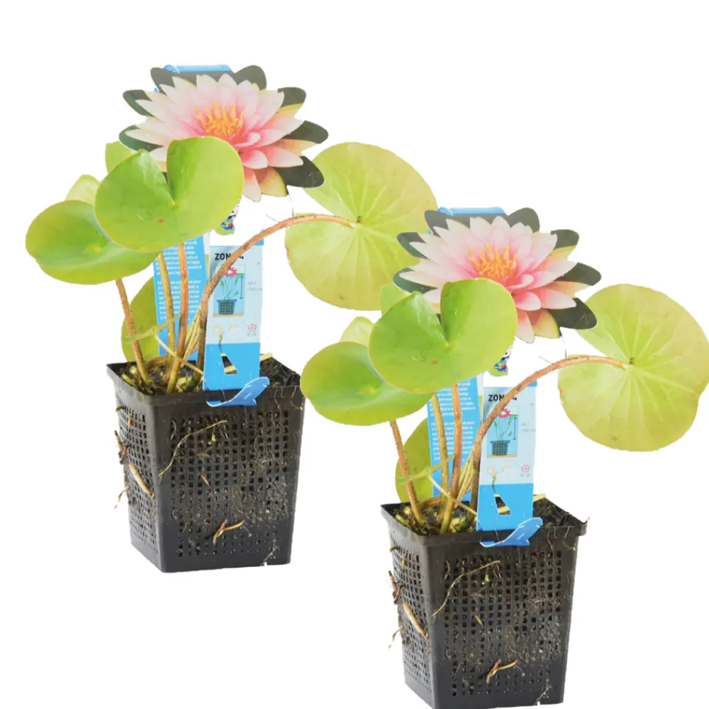 Bloomique Plantes De Bassin | - Lot de 2 - nymphaea wilfron gonnere - nénuphar - rose - hauteur 10-20 cm - pot 11 cm