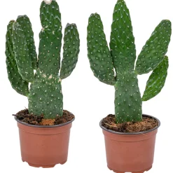 Bloomique - Lot de 2 - opuntia rubescens - cactus road kill - plante cactus - hauteur 20-30 cm - pot 12 cm Discount