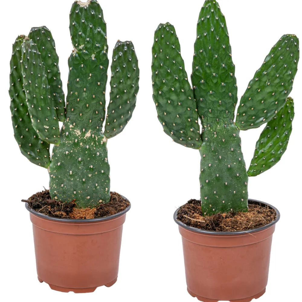 Bloomique - Lot de 2 - opuntia rubescens - cactus road kill - plante cactus - hauteur 20-30 cm - pot 12 cm Discount