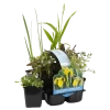 Bloomique Plantes De Bassin | - Lot de 6 - plantes de bassin indigènes - zones de bassin 1-2-3 - 15-25 cm de haut - pot 9 cm