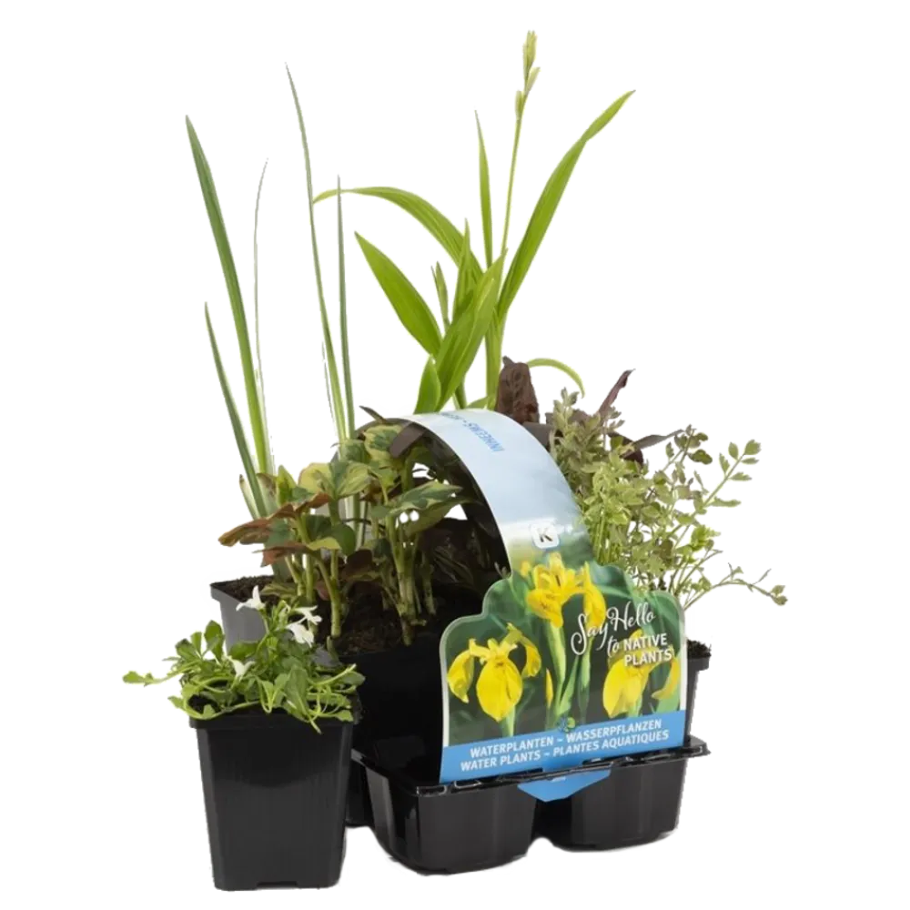 Bloomique Plantes De Bassin | - Lot de 6 - plantes de bassin indigènes - zones de bassin 1-2-3 - 15-25 cm de haut - pot 9 cm