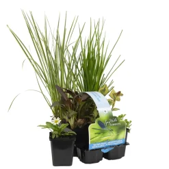 Bloomique - Lot de 6 - plantes de bassin favorables aux insectes - zone bassin 1-2 - 15-25 cm de haut - pot 9 cm Sale