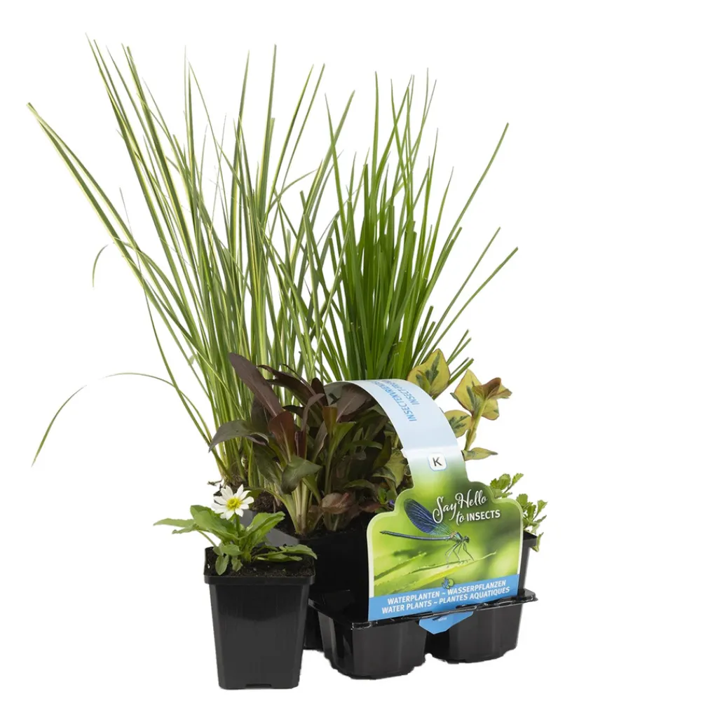 Bloomique - Lot de 6 - plantes de bassin favorables aux insectes - zone bassin 1-2 - 15-25 cm de haut - pot 9 cm Sale