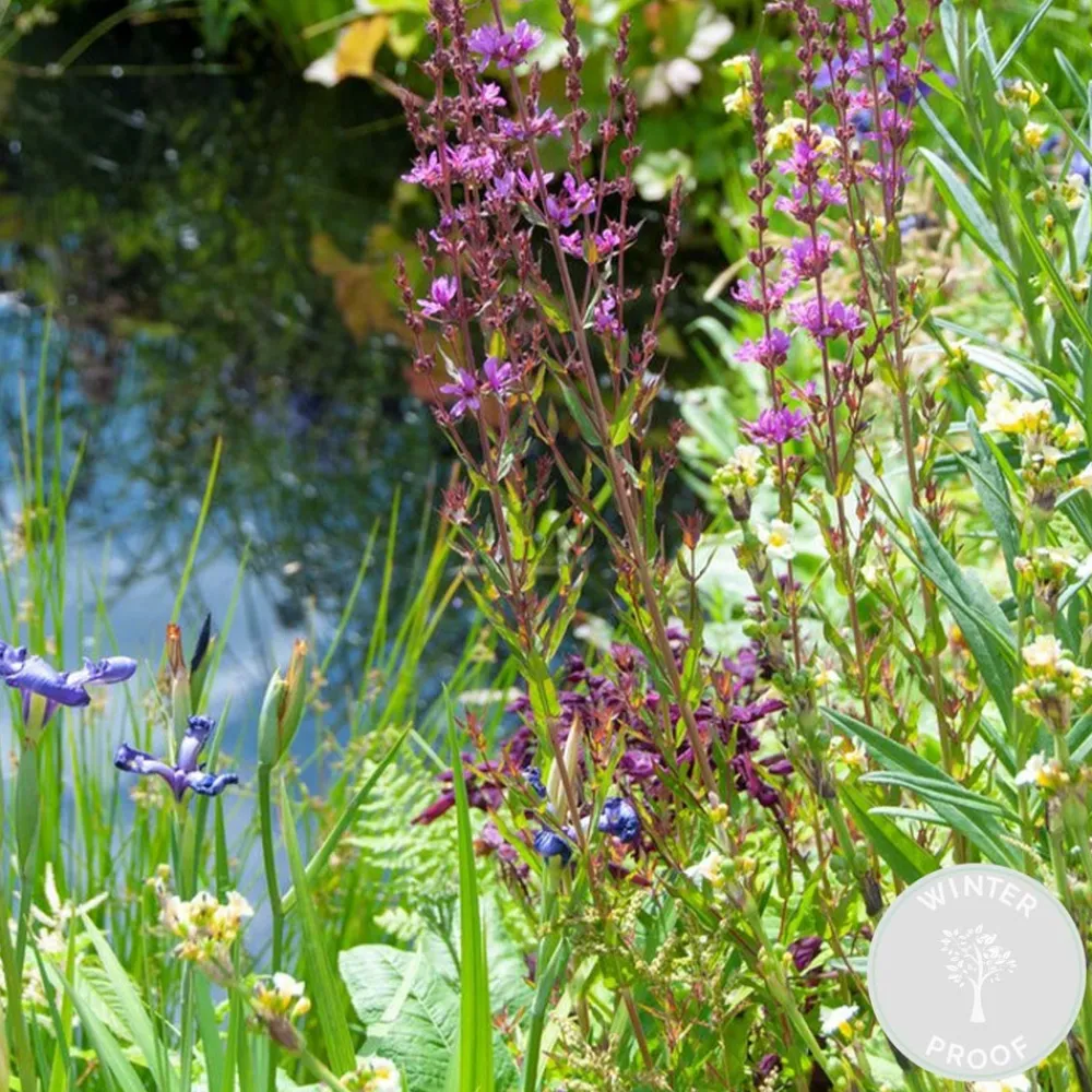 Bloomique - Lot de 6 - plantes de bassin favorables aux insectes - zone bassin 1-2 - 15-25 cm de haut - pot 9 cm Sale
