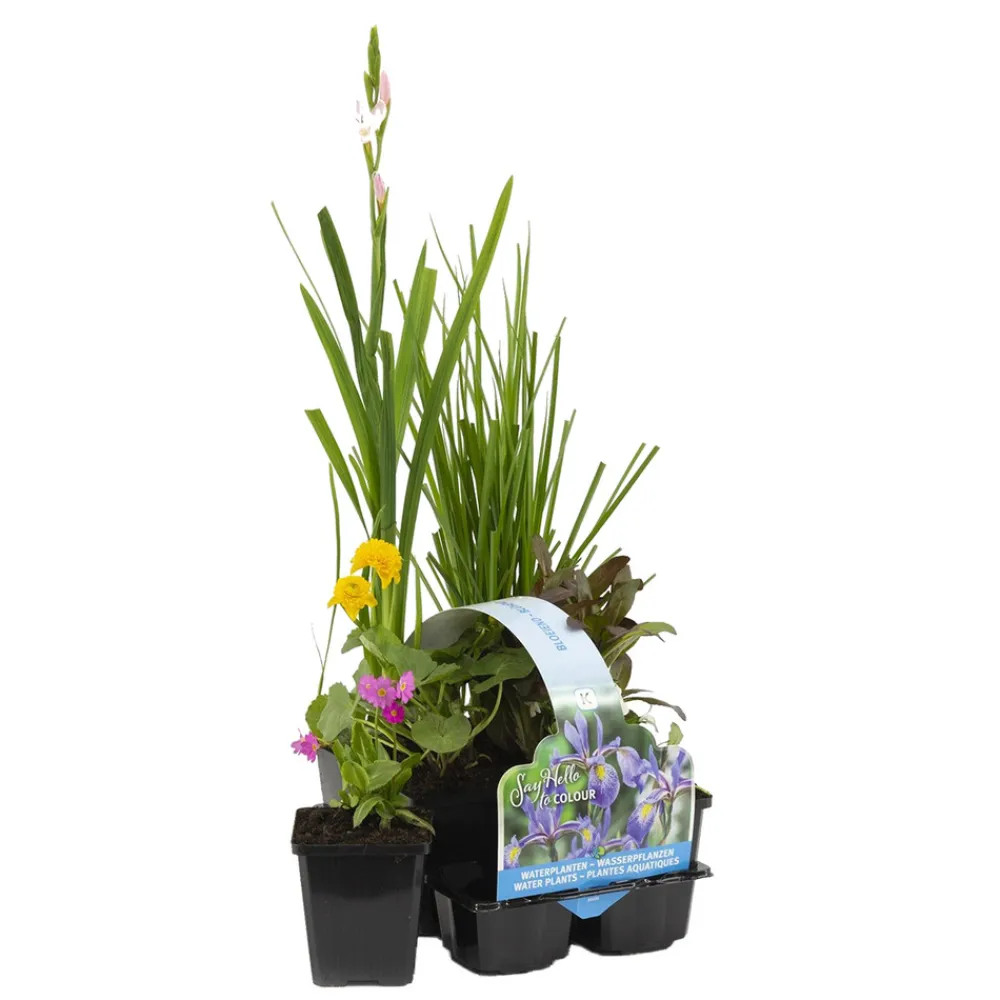 Bloomique Plantes De Bassin | - Lot de 6 - plantes de bassin fleuries - zones de bassin 1-2 - 15-25 cm de haut - pot 9 cm