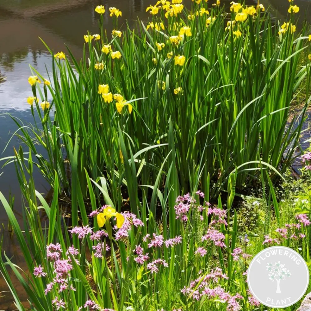 Bloomique Plantes De Bassin | - Lot de 6 - plantes de bassin fleuries - zones de bassin 1-2 - 15-25 cm de haut - pot 9 cm