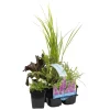 Bloomique - Lot de 6 - plantes de bassin parfumées - zones de bassin 1-2 - 15-25 cm de haut - pot 9 cm Clearance