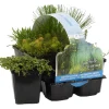 Bloomique - Lot de 6 - plantes de bassin oxygénantes - zones de bassin 1-2 - 15-25 cm de haut - pot 9 cm Clearance