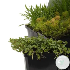Bloomique - Lot de 6 - plantes de bassin oxygénantes - zones de bassin 1-2 - 15-25 cm de haut - pot 9 cm Clearance