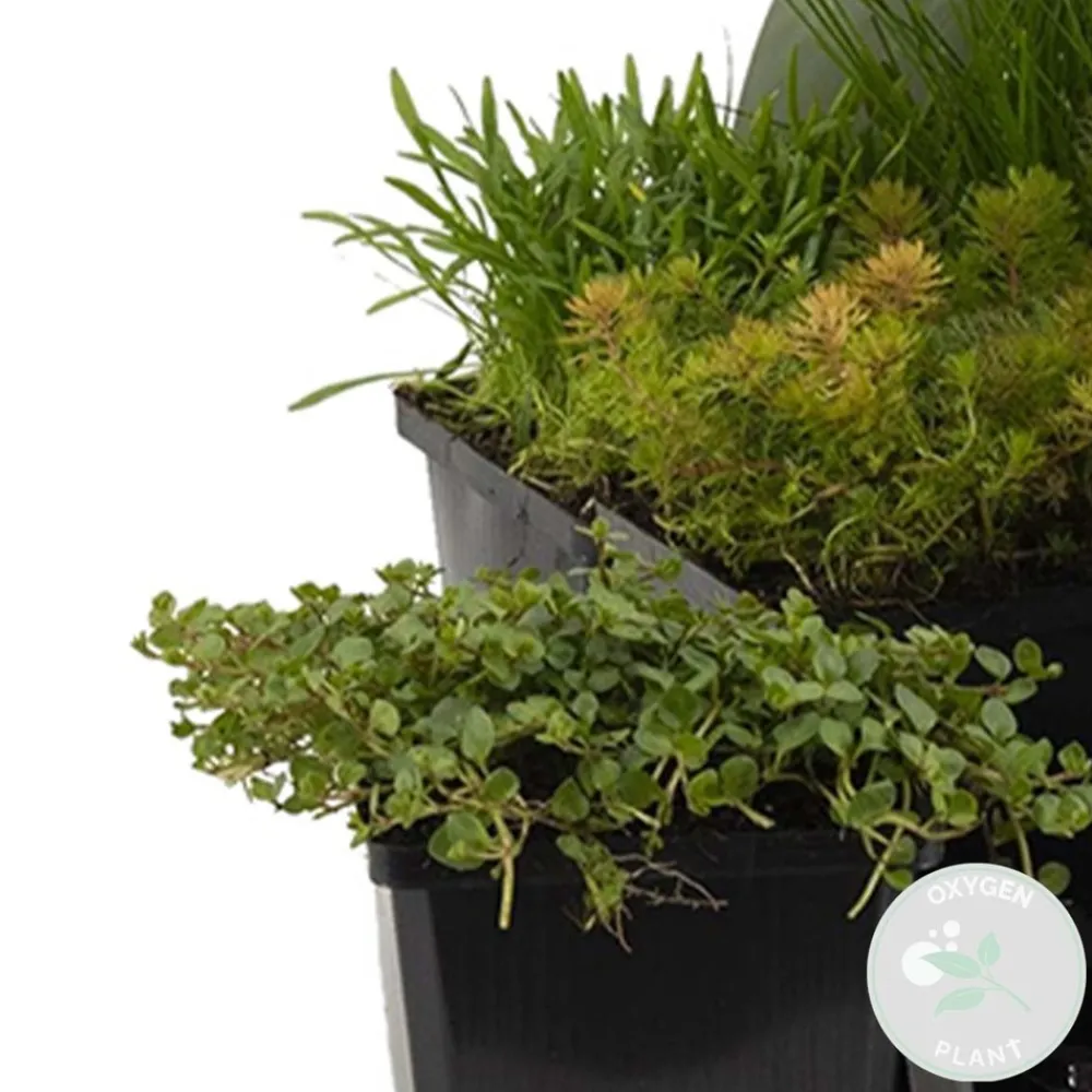 Bloomique - Lot de 6 - plantes de bassin oxygénantes - zones de bassin 1-2 - 15-25 cm de haut - pot 9 cm Clearance