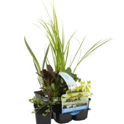 Bloomique - Lot de 6 - plantes de bassin purifiantes - zones de bassin 1-2 - 15-25 cm de haut - pot 9 cm Discount