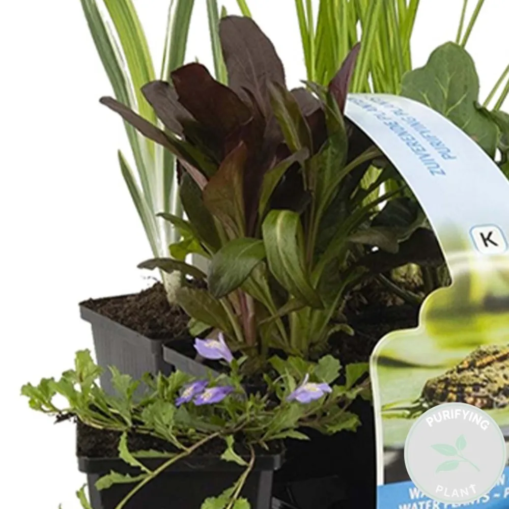 Bloomique - Lot de 6 - plantes de bassin purifiantes - zones de bassin 1-2 - 15-25 cm de haut - pot 9 cm Discount