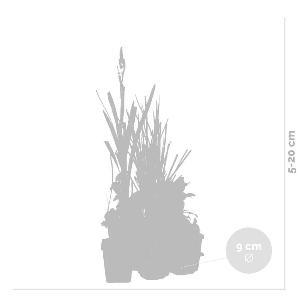 Bloomique - Lot de 6 - plantes de bassin purifiantes - zones de bassin 1-2 - 15-25 cm de haut - pot 9 cm Discount