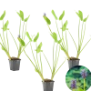 Bloomique Plantes De Bassin | - Lot de 3 - pontederia cordata - jacinthe d’eau - pontédérie - hauteur 10-20 cm - pot 9 cm